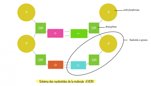 Schéma des nucléotides de la molécule d'ADN