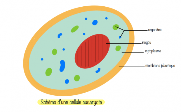 Schéma d'une cellule eucaryote