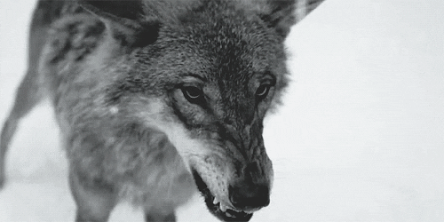 GIF Loup - Le Loup et le Chien