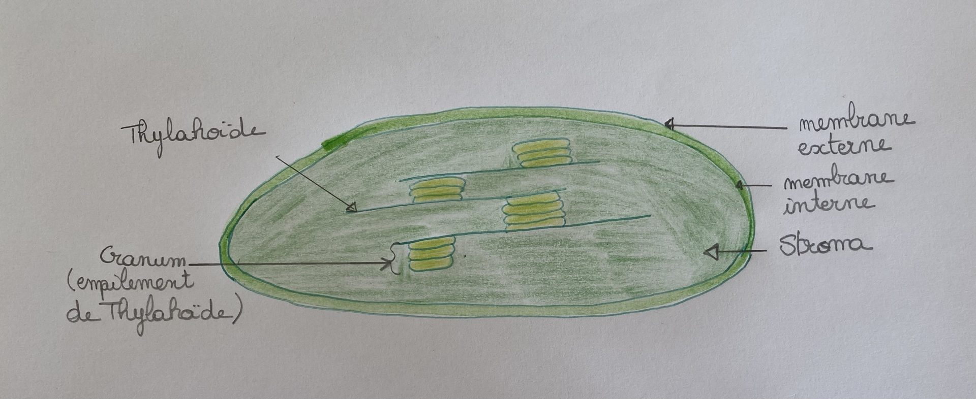 Schéma du chloroplaste