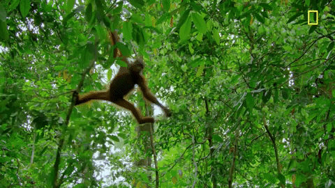 Un singe se balance d'une branche à une autre