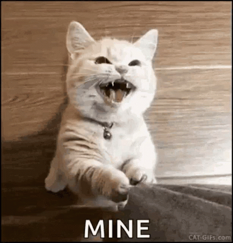 chat possessif à la manière des nouveaux romanciers