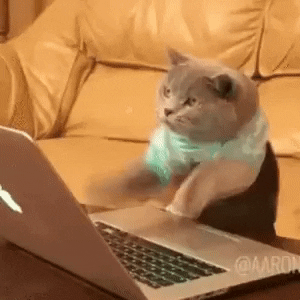 un chat qui écrit très vite sur un clavier d'ordinateur