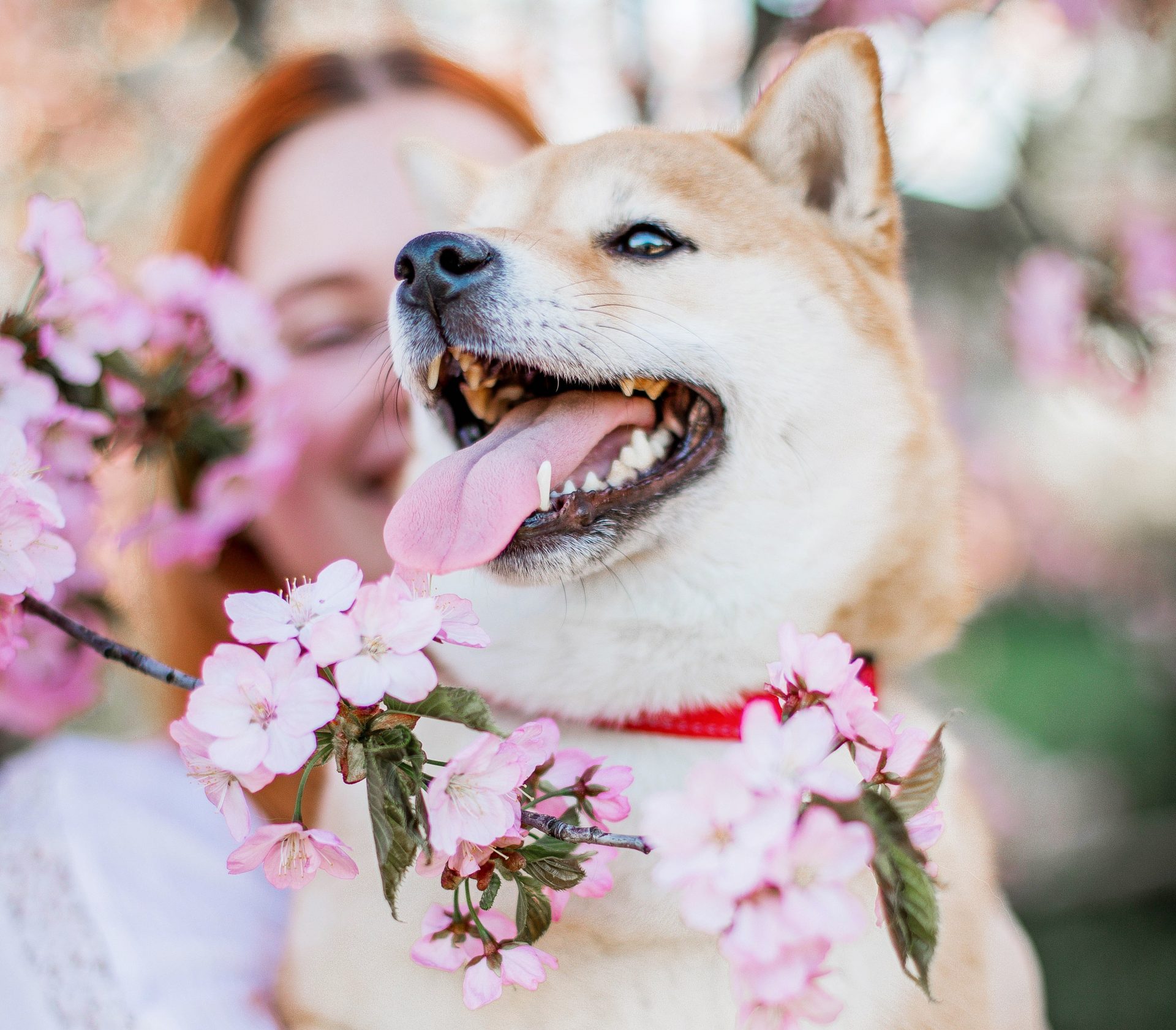 Un chien profite des cerisiers en fleurs.