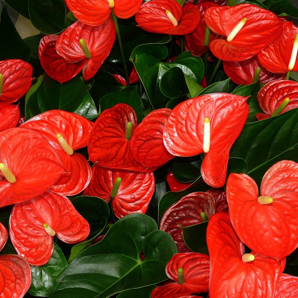 L'anthurium, une fleur rouge du climat tropical.