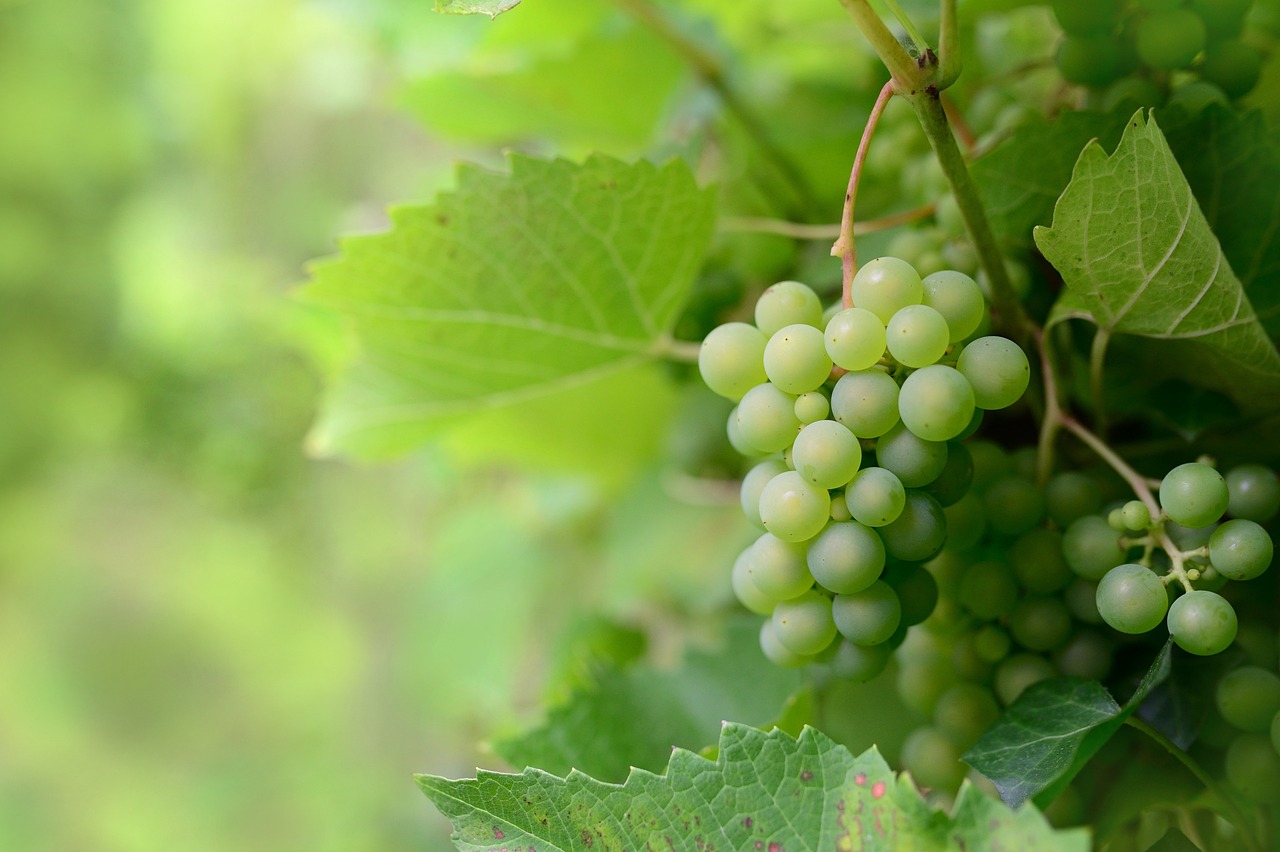 Les Vrilles de la vigne