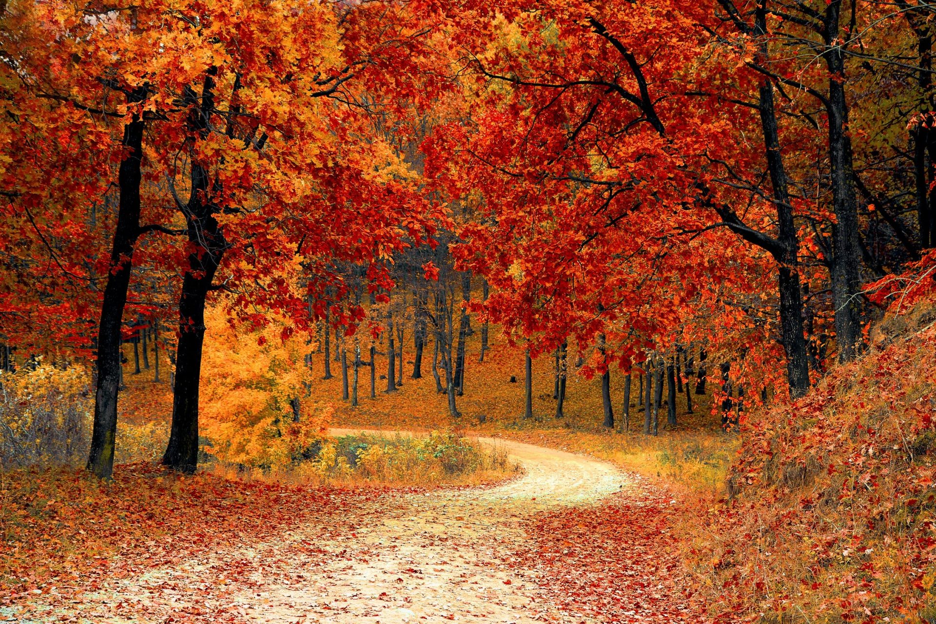 Fiche de lecture : Chanson d’automne de Verlaine 