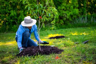 Ecosia plante-t-il vraiment des arbres ? 