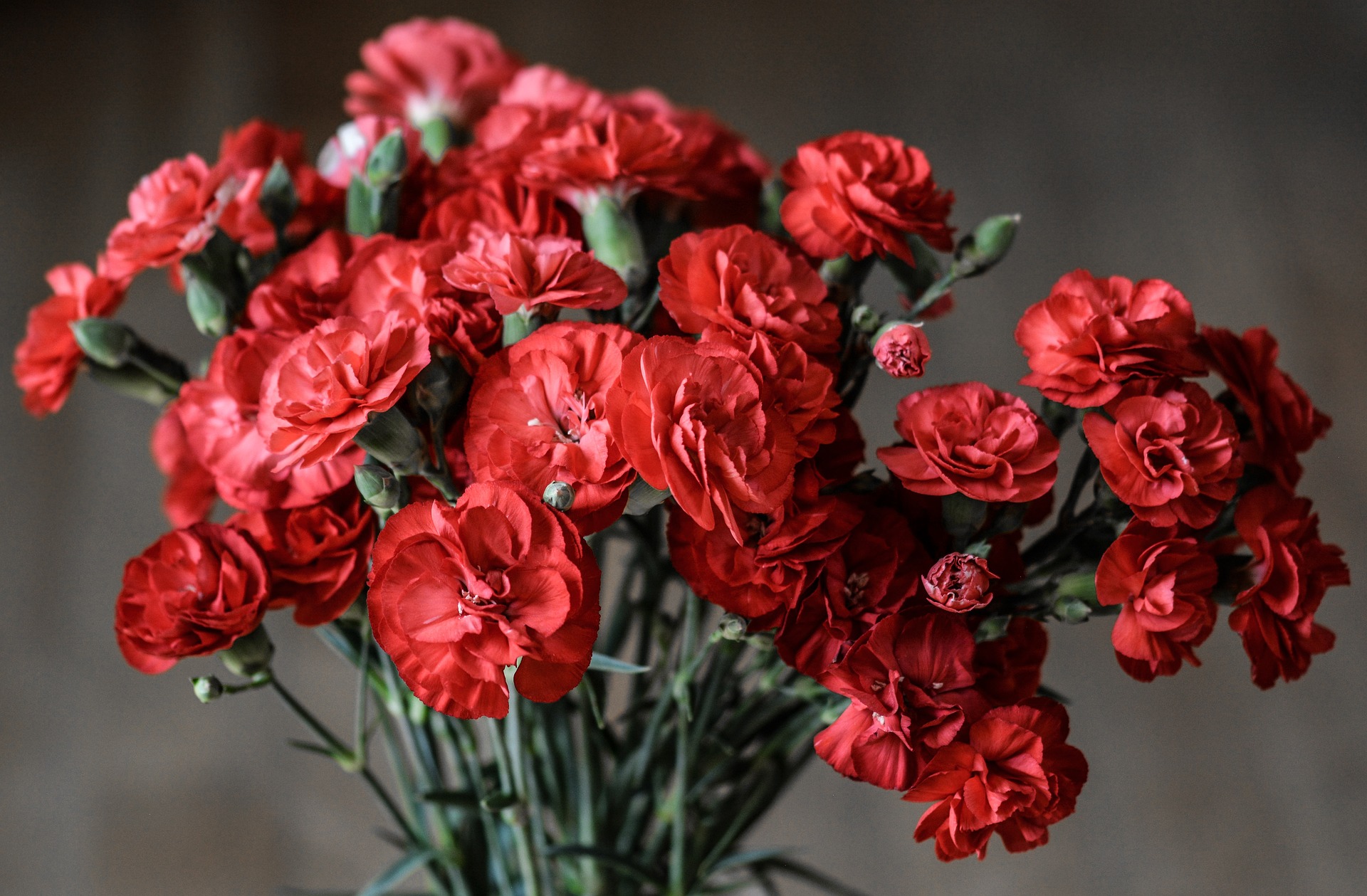 fleuriste œillets rouges