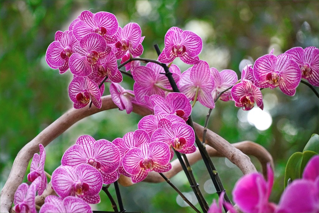 fleuriste orchidées