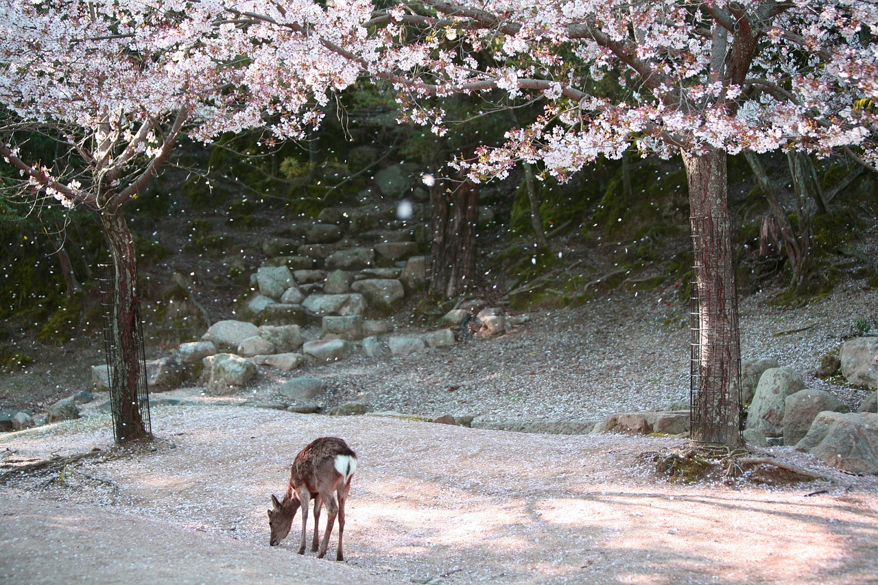 le japon