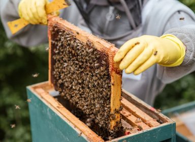 Apiculteur : le métier qui cajole les abeilles ! 