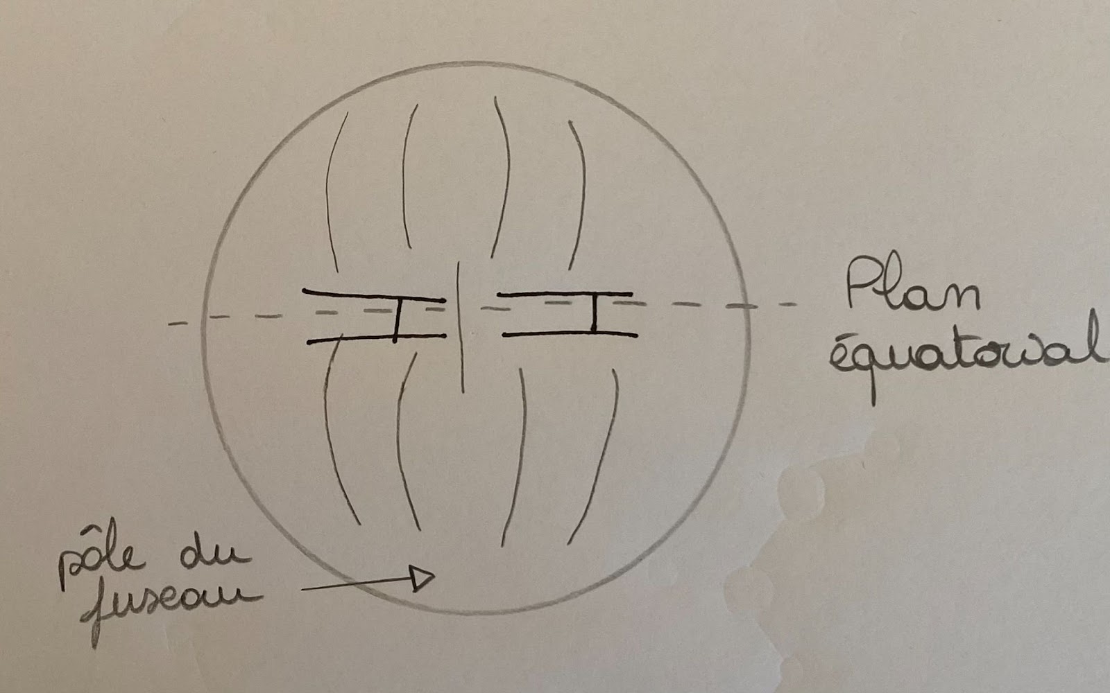 Schéma montrant la métaphase