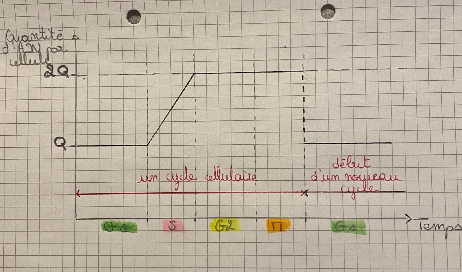 Schéma montrant la variation de quantité d'ADN dans une cellule
