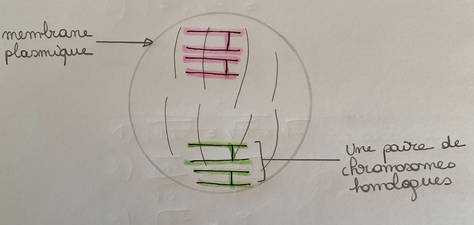 Schéma montrant la prophase 1