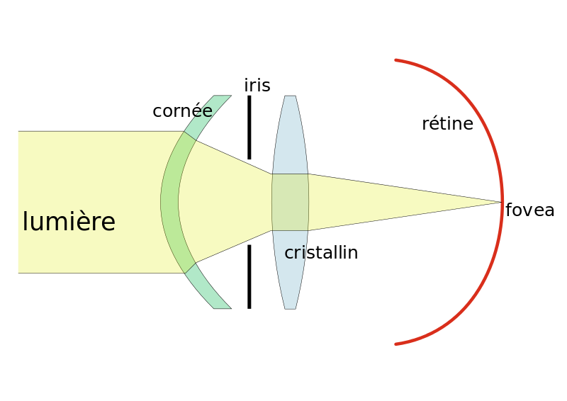 Schéma montrant le chemin de la lumière jusqu'à la rétine.