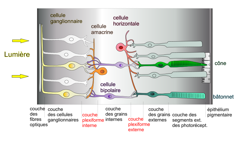 Schéma de la lumière qui rentre dans les cônes et les bâtonnets.