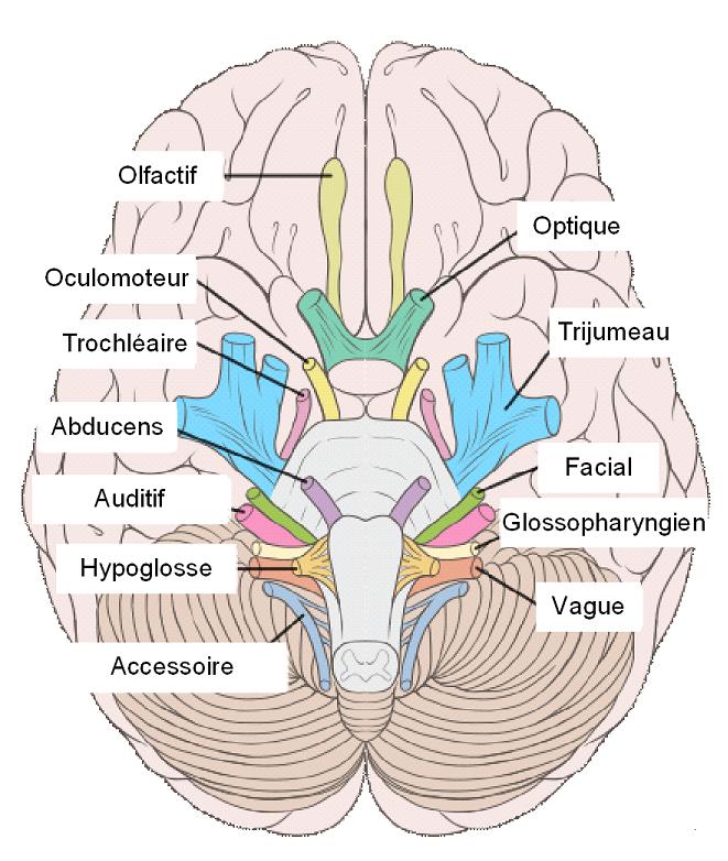 Schéma du cerveau avec les différentes zones. Parmi eux, se trouve le cortex optique.