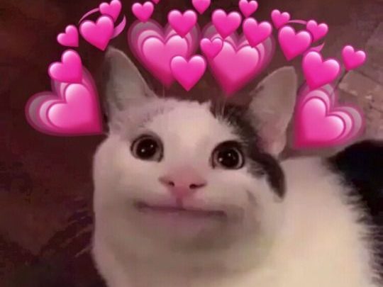 Un chat a des cœurs au-dessus de la tête.