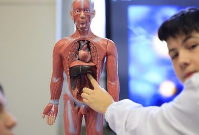 Les mystères du corps humain : voyage au fin fond de l’anatomie 
