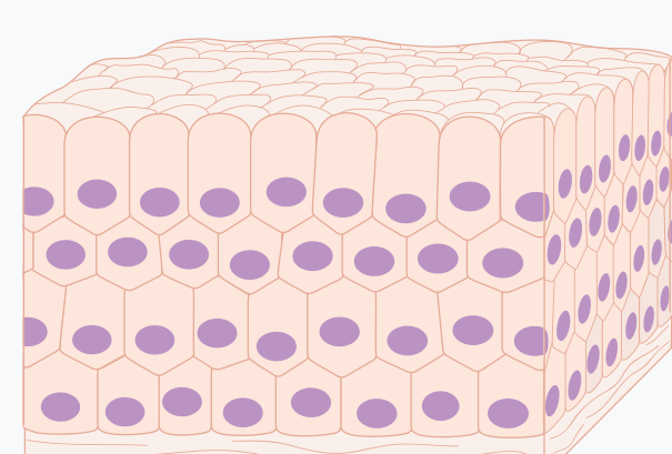 Schéma d’un tissu