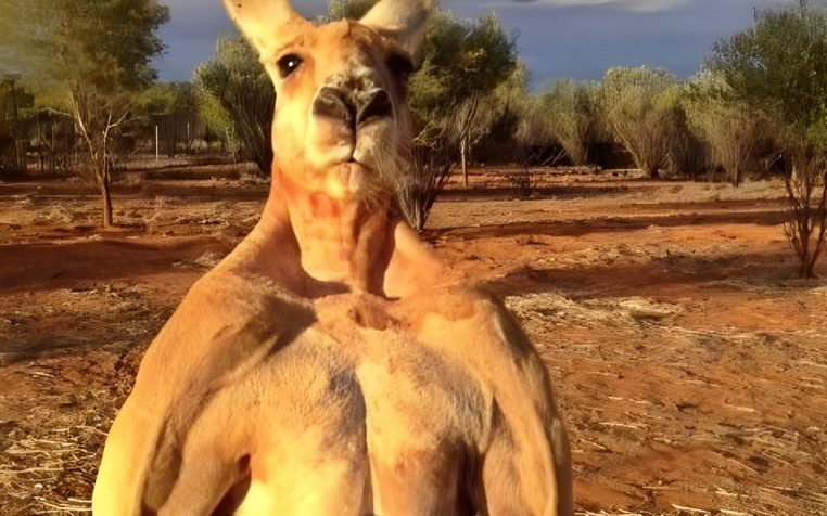 Un kangourou trÚs musclé semble fùché.