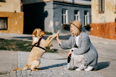 Avoir un animal de compagnie en étant étudiant : ce qu’il faut savoir ! 