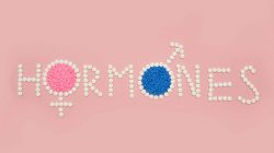 Le rôle et les effets des hormones sexuelles sur le corps humain ️️