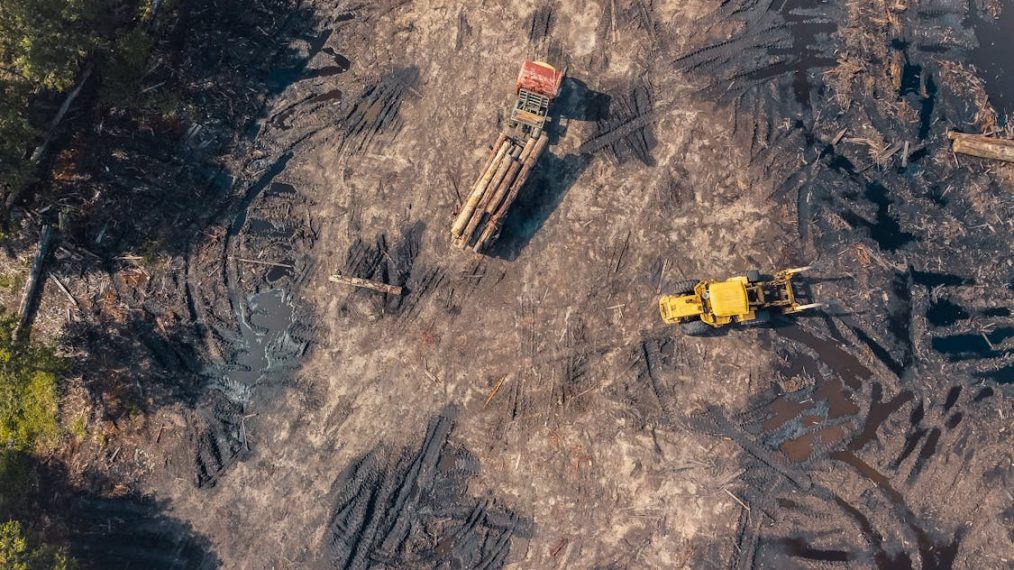 déforestation
