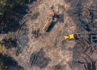 Déforestation : définition, causes, conséquences 🪵