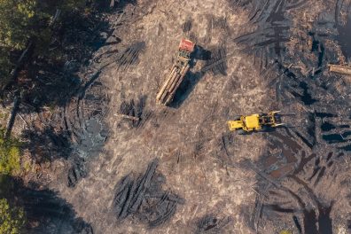 Déforestation : définition, causes, conséquences 🪵