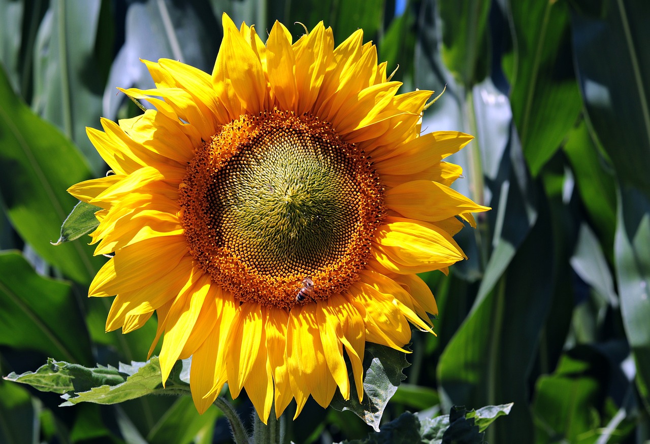 La suite de Fibonacci.