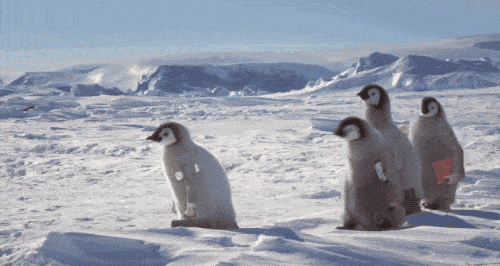 Quatre manchots qui traversent l'Antarctique
