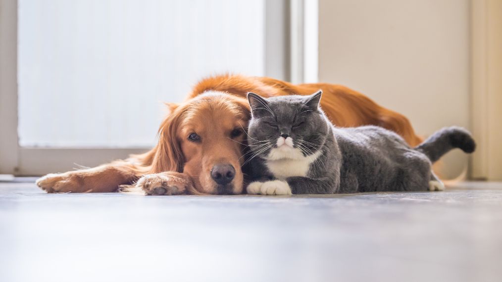 Dico des parents : les concepts « Black Cat » et de « Golden Retriever » 
